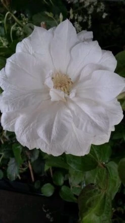 Bosrank (Clematis 'Duchess Of Edinburgh') 5 Bosrank (Clematis 'Duchess Of Edinburgh') -Directplant Winkel clematis duchesse of edingburgh