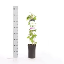 Bosrank (Clematis 'Guernsey Cream') -Directplant Winkel clematis guernsey cream