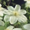 Bosrank (Clematis 'Guernsey Cream') 2 Bosrank (Clematis 'Guernsey Cream') -Directplant Winkel clematis guernsey cream 2 1