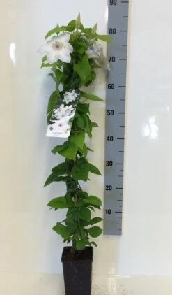 Bosrank (Clematis 'Henryi') -Directplant Winkel clematis henryi 80 100 c2 2