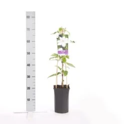 Bosrank (Clematis 'Henryi') -Directplant Winkel clematis henryi 1