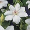 Bosrank (Clematis 'Henryi') 1 Bosrank (Clematis 'Henryi') -Directplant Winkel clematis henryi 2 2