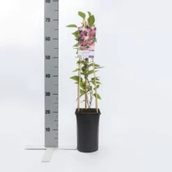 Bosrank (Clematis 'Inspiration') -Directplant Winkel clematis inspiration pbr 1