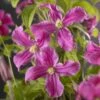 Bosrank (Clematis 'Inspiration') -Directplant Winkel clematis inspiration pbr 2