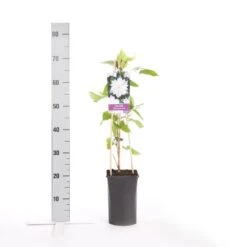 Bosrank (Clematis 'Jackmanii Alba') 7 Bosrank (Clematis 'Jackmanii Alba') -Directplant Winkel clematis jackmanii alba 1