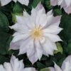 Bosrank (Clematis 'Jackmanii Alba') -Directplant Winkel clematis jackmanii alba 2 1