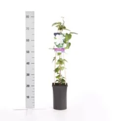 Bosrank (Clematis 'Madame Le Coultre') 11 Bosrank (Clematis 'Madame Le Coultre') -Directplant Winkel clematis madame le coultre 2