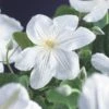 Bosrank (Clematis 'Madame Le Coultre') -Directplant Winkel clematis madame le coultre 2 2