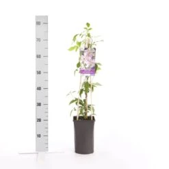 Bosrank (Clematis Montana 'Broughton Star') -Directplant Winkel clematis montana broughton s.