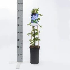 Bosrank (Clematis 'Mrs Cholmondeley') -Directplant Winkel clematis mrs. cholmondeley