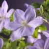 Bosrank (Clematis 'Mrs Cholmondeley') -Directplant Winkel clematis mrs. cholmondeley 2 2