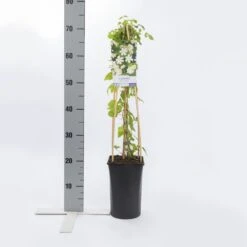 Bosrank (Clematis 'Paul Farges') -Directplant Winkel clematis paul farges 1