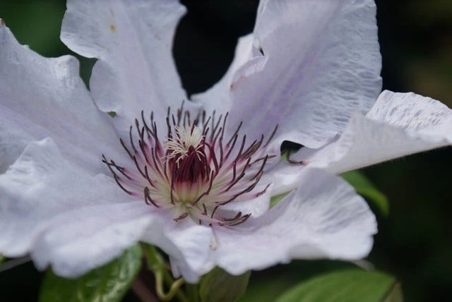 Bosrank (Clematis 'Snow Queen') 8 Bosrank (Clematis 'Snow Queen') - Afbeelding 6