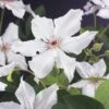 Bosrank (Clematis 'Snow Queen') 1 Bosrank (Clematis 'Snow Queen') -Directplant Winkel clematis snow queen 2 1