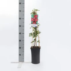 Bosrank (Clematis Viticella 'Rubra') -Directplant Winkel clematis vit. rubra