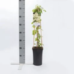 Bosrank (Clematis Vitalba) 6 Bosrank (Clematis Vitalba) -Directplant Winkel clematis vitalba 2