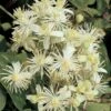 Bosrank (Clematis Vitalba) -Directplant Winkel clematis vitalba 2