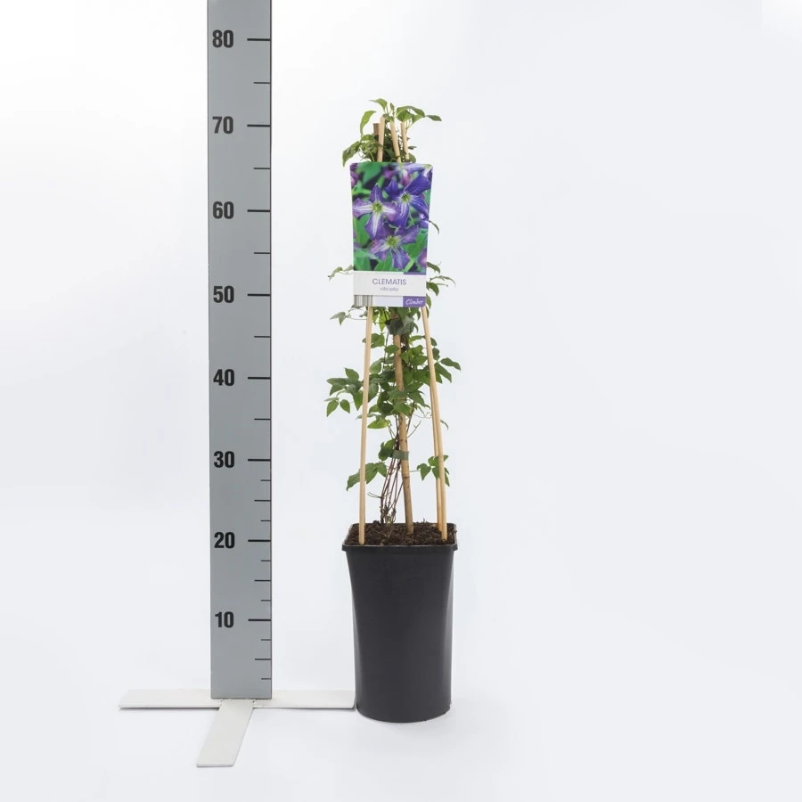 Bosrank (Clematis Viticella) 5 Bosrank (Clematis Viticella) - Afbeelding 3