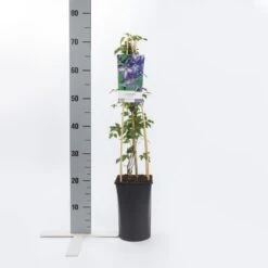 Bosrank (Clematis Viticella) -Directplant Winkel clematis viticella