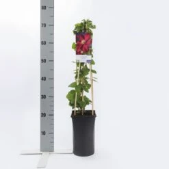 Bosrank (Clematis 'Voluceau') -Directplant Winkel clematis voluceau 1