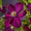 Bosrank (Clematis 'Voluceau') 2 Bosrank (Clematis 'Voluceau') -Directplant Winkel clematis voluceau 2 1