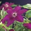 Bosrank (Clematis 'Westerplatte') -Directplant Winkel clematis westerplatte 2 1