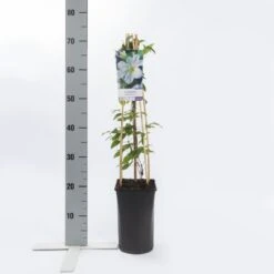 Bosrank (Clematis 'Yukikomachi') -Directplant Winkel clematis yukikomachi 2