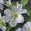 Bosrank (Clematis 'Yukikomachi') -Directplant Winkel clematis yukikomachi 2