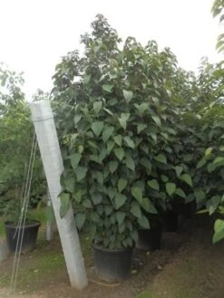 Pindakaasboom (Clerodendrum Trichotomum Fargesii) 7 Pindakaasboom (Clerodendrum Trichotomum Fargesii) -Directplant Winkel clerodendrum trich. purple blaze11 1