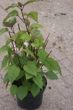 Pindakaasboom (Clerodendrum Bungei) -Directplant Winkel clerodendrum bungei 1