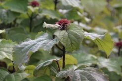 Pindakaasboom (Clerodendrum Bungei) -Directplant Winkel clerodendrum bungei 1 1