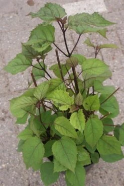 Pindakaasboom (Clerodendrum Bungei) -Directplant Winkel clerodendrum bungei 2