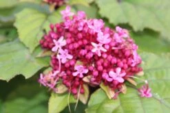 Pindakaasboom (Clerodendrum Bungei) -Directplant Winkel clerodendrum bungei 2 1