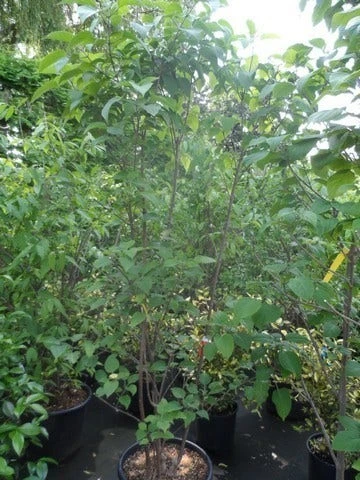 Pindakaasboom Als Struik (Clerodendrum Trichotomum) 4 Pindakaasboom Als Struik (Clerodendrum Trichotomum) - Afbeelding 2