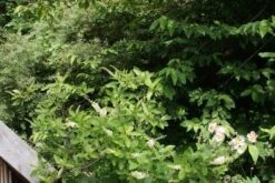 Schijnels (Clethra Alnifolia) 19 Schijnels (Clethra Alnifolia) -Directplant Winkel clethra alnifolia 2