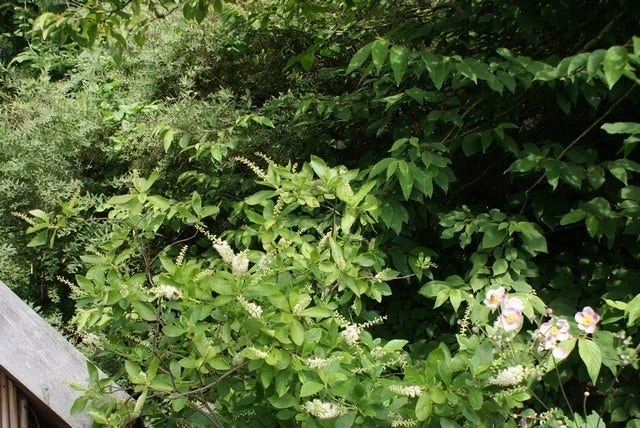 Schijnels (Clethra Alnifolia) 11 Schijnels (Clethra Alnifolia) - Afbeelding 9