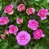 Klimroos (Rosa 'Parfum Royal') -Directplant Winkel clg parfum royal2