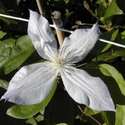 Bosrank (Clematis 'Jackmanii Alba') -Directplant Winkel cljalba 1 2