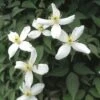 Bosrank (Clematis Montana 'Alba') -Directplant Winkel clmontan 1 2