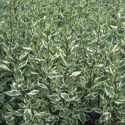 Bonte Kornoelje (Cornus Alba 'Elegantissima') -Directplant Winkel coaelega 3