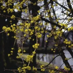 Gele Kornoelje (Cornus Mas) -Directplant Winkel comas 10 3