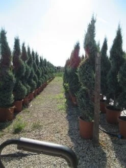 Conifeer Als Spiraal (Thuja Occidentalis 'Smaragd') -Directplant Winkel conifeer spiraal 2