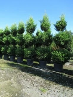 Cupressocyparis, Triobol (Cupressocyparis Leylandii 'Castlewellan Gold') -Directplant Winkel conifeer triobol 1