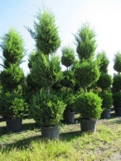 Cupressocyparis, Triobol (Cupressocyparis Leylandii 'Castlewellan Gold') -Directplant Winkel conifeer triobol 2