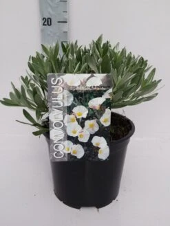 Zilverwinde (Convolvulus Cneorum ) -Directplant Winkel convolvulus 10 6