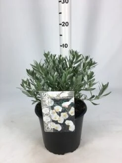 Zilverwinde (Convolvulus Cneorum ) -Directplant Winkel convolvulus 26 06