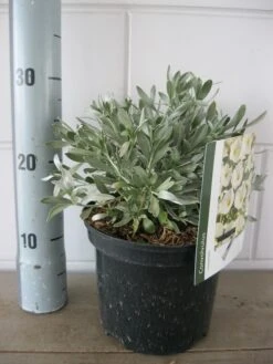 Zilverwinde (Convolvulus Cneorum ) -Directplant Winkel convolvulus cneorom c3 26 6 2019 1