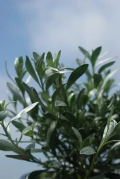 Zilverwinde (Convolvulus Cneorum ) -Directplant Winkel convolvulus cneorum 1 1