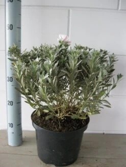 Zilverwinde (Convolvulus Cneorum ) -Directplant Winkel convolvulus cneorum c5 oktober 2