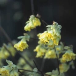 Schijnhazelaar (Corylopsis Pauciflora) -Directplant Winkel copaucif 4